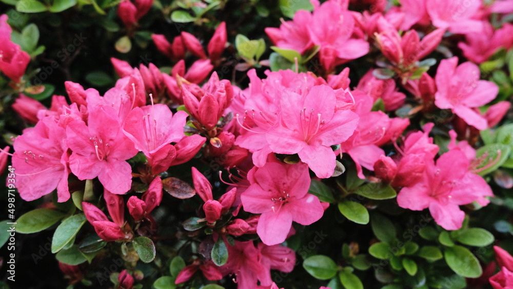 pink flowers in the garden