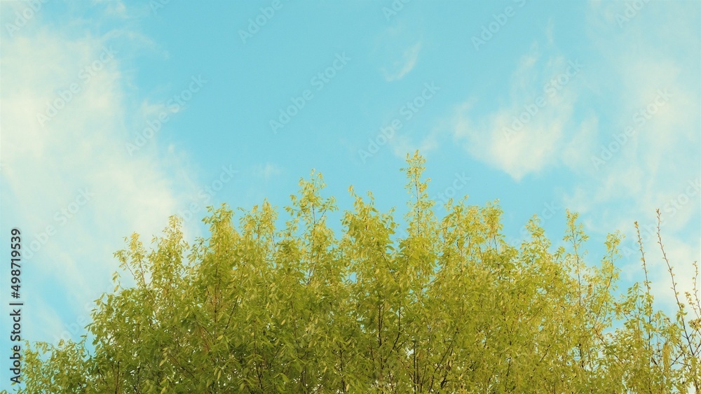 Obraz premium grass and sky