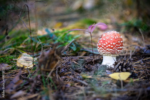 One red fly mushroom or toadstool in autumn forest sunlight on l
