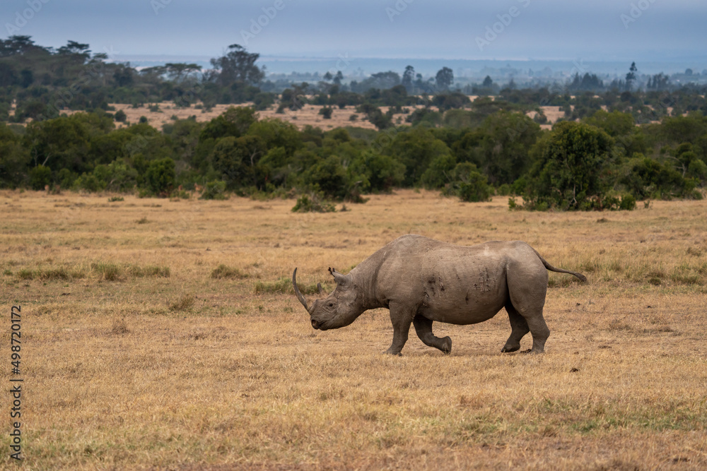 Obraz premium White Rhinoceros Ceratotherium simum Square-lipped Rhinoceros at Khama Rhino Sanctuary Kenya Africa.