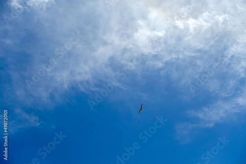 birds flying in the sky and clouds, sky and flying birds scenery, birds flying above the clouds,