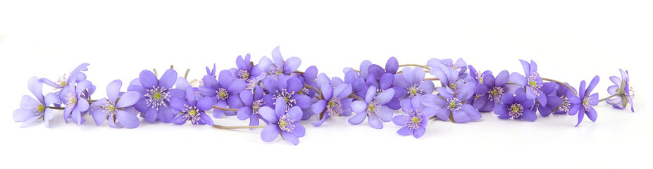 Border of blue violet wild forest flowers liverwort. First spring flowers,  Anemone hepatica isolated on white background.