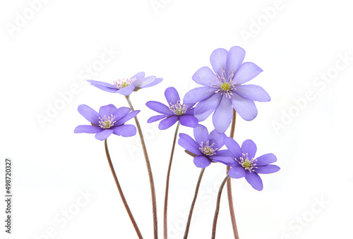 First spring flowers,  Anemone hepatica isolated on white background. Blooming blue violet wild forest flowers liverwort. photo