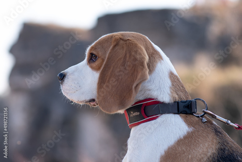 Portrait of cute beagle dog in nature. smart beagle