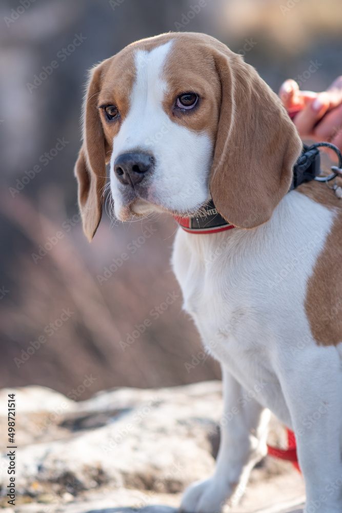 Portrait of cute beagle dog in nature.  smart beagle