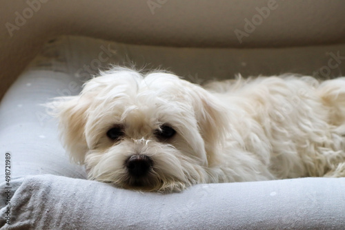 A young Maltese dog lying in its Bed and looking over the boarder
