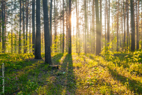 sunset in the forest