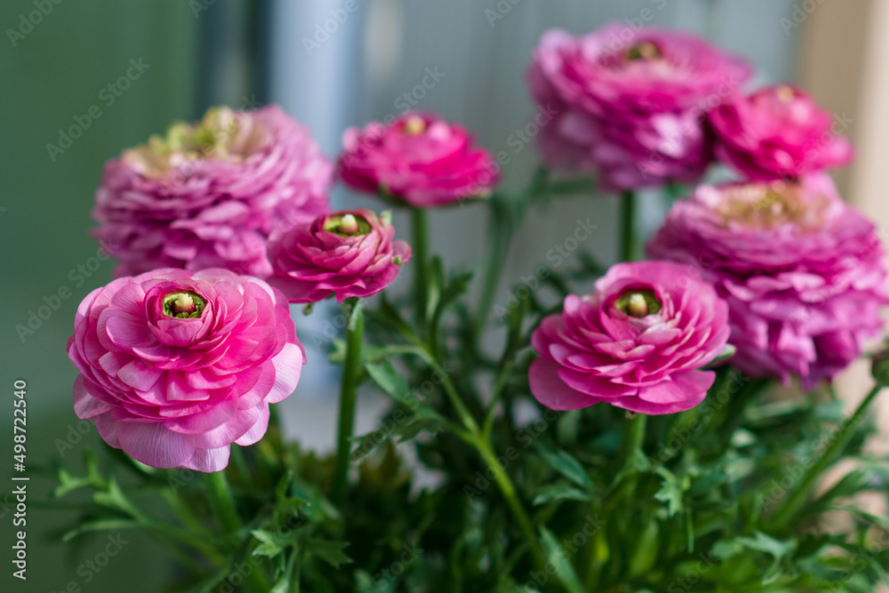 Close up of Ranunculus flower.
Pink ranunculus flowers set. Fresh Bright ranunculus with buds. Soft focus Close up of Ranunculus flower.
Pink ranunculus flowers set. Fresh Bright ranunculus with buds. Soft focus