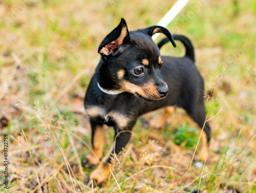 Puppy dog ​​breed toy terrier on a walk in the forest 