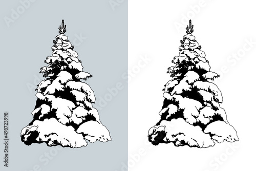 Snow Covered Spruce tree. Isolated vector design element. Hand drawn  illustration in sketch style.  Nature template.