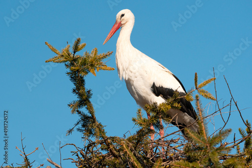 Stork in nest high on top of fir tree