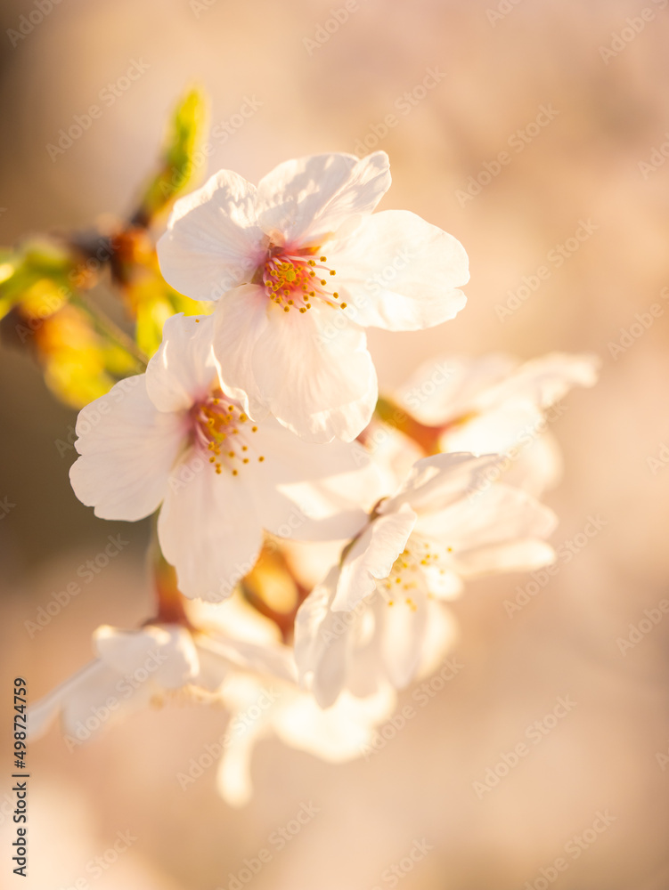 Cherry branch with flowers in spring bloom, A beautiful Japanese tree branch with cherry blossoms, Sakura	