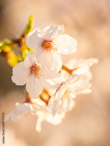 Cherry branch with flowers in spring bloom, A beautiful Japanese tree branch with cherry blossoms, Sakura 