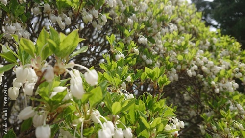 ドウダンツツジ（Enkianthus perulatus）小さくて、かわいい、春の白いお花【撮影日時】2022-04-13 13:35 photo