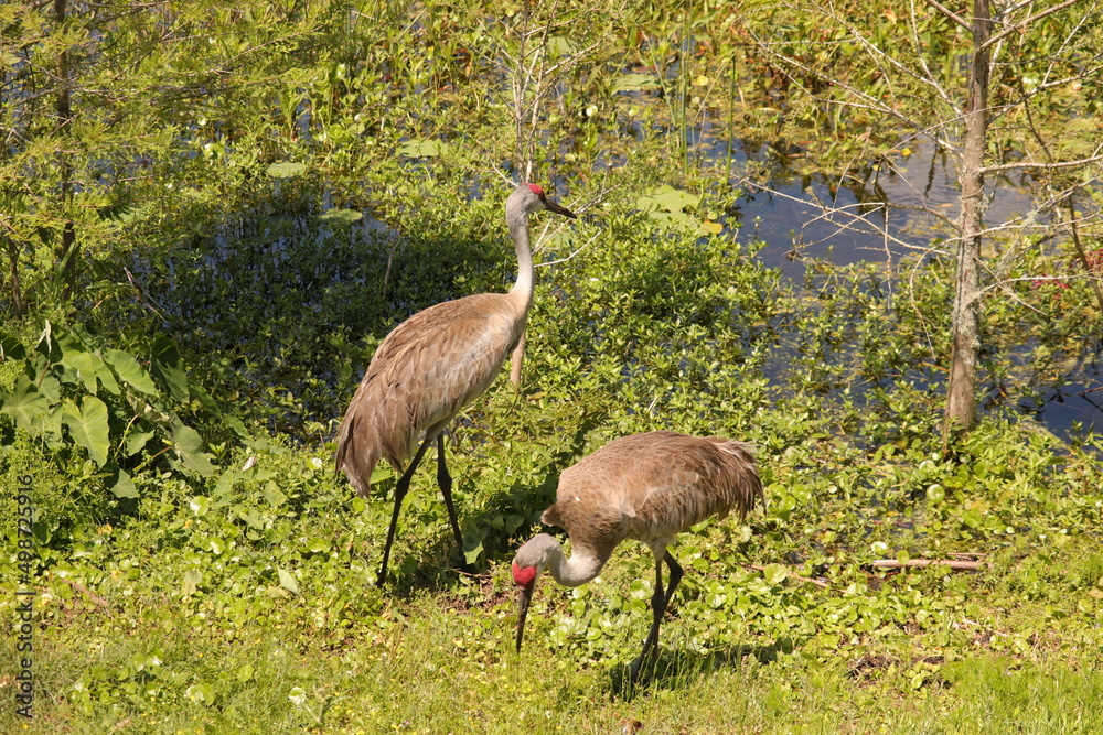 Fototapeta premium Sandhill Crane Couple mate for life