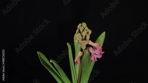 Wallpaper Mural Spring flowers hyacinth blooming on black background Torontodigital.ca