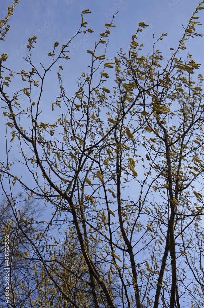 Photo of blooming birch catkins Photo of blooming birch catkins