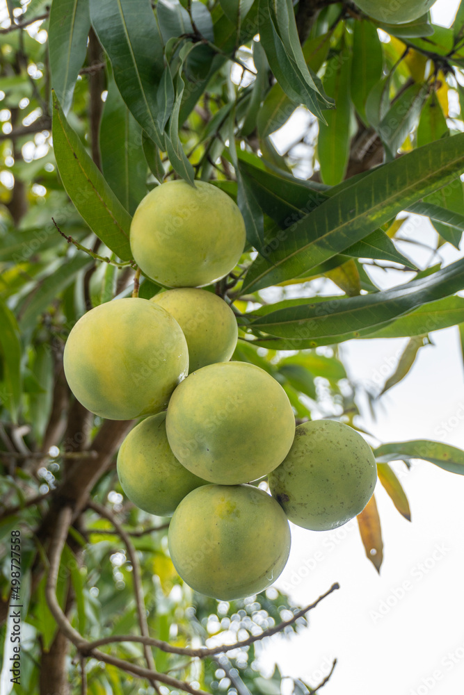 Apple mangoes tree in Malaysia. Selective focus shot.