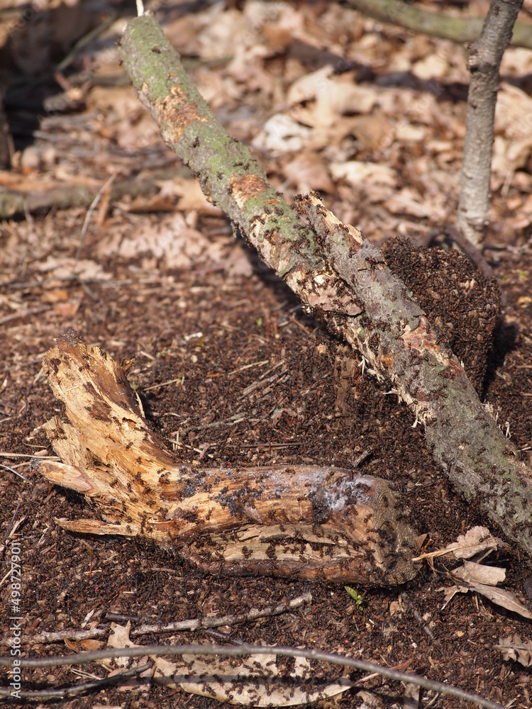 Anthill in the forest with branches and ants Anthill in the forest with branches and ants