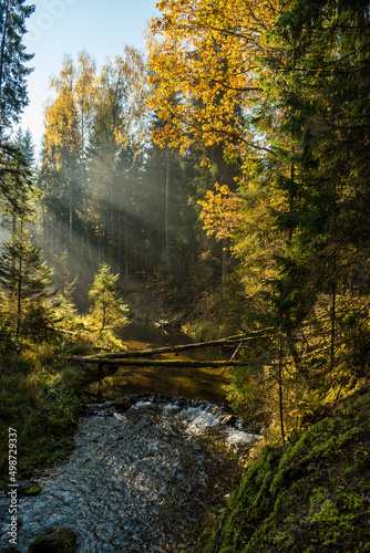 Fototapeta Naklejka Na Ścianę i Meble -  Beautiful forest and cliffs by the Amata river during sunny autumn day in Cecili nature trail near Ieriki, Latvia