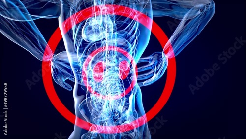 Wallpaper Mural 4K abstract anatomy animation of kidneys Torontodigital.ca