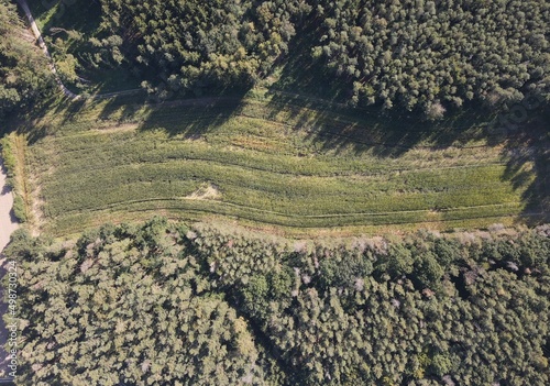 Luftaufnahme Schwarzwildschaden im Maisfeld