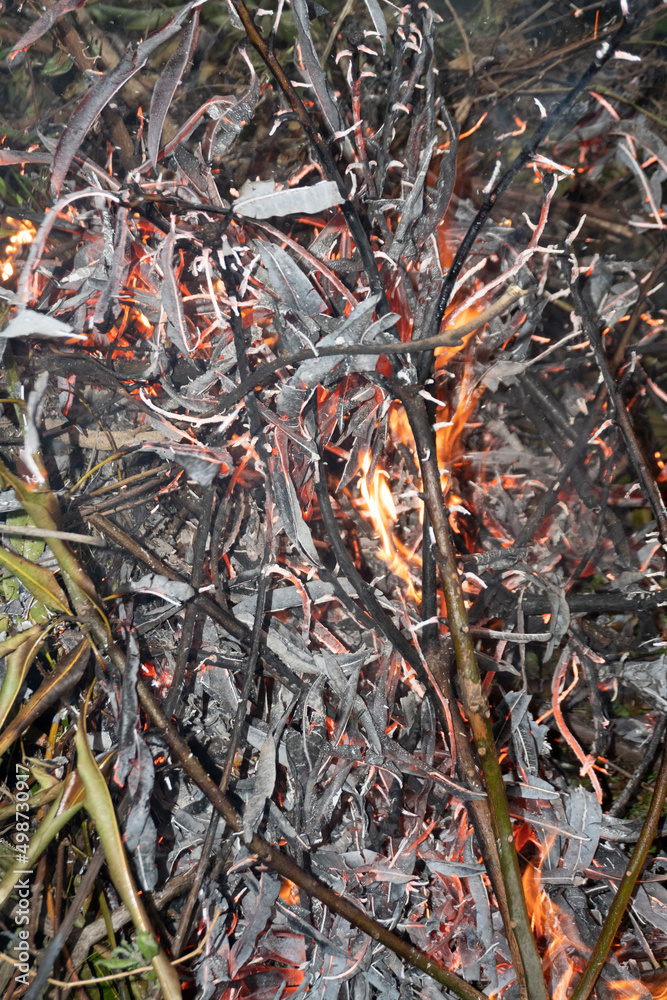 Dried leaves on fire on ground.