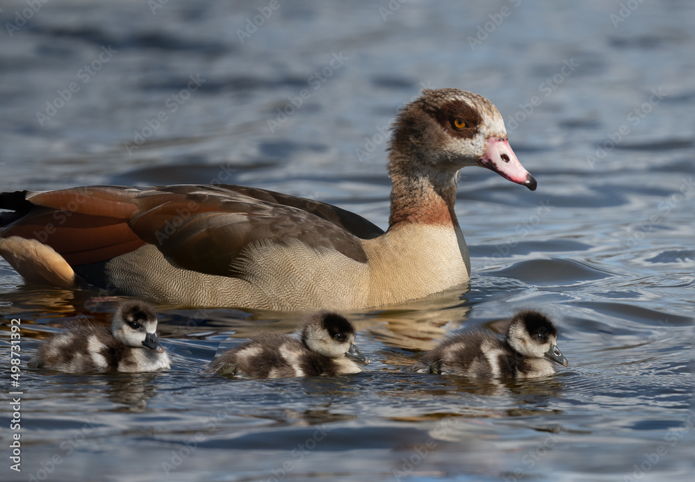 Proud mother Egyptian goose taking her goslings out for a swim Proud mother Egyptian goose taking her goslings out for a swim