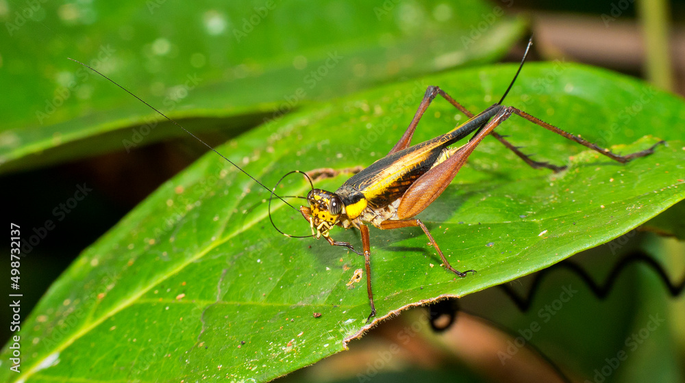 Grasshopper, Sekonyer River, Tanjung Puting National Park, Kalimantan, Borneo, Indonesia Grasshopper, Sekonyer River, Tanjung Puting National Park, Kalimantan, Borneo, Indonesia