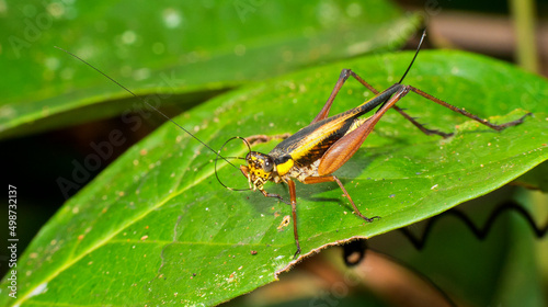 Grasshopper, Sekonyer River, Tanjung Puting National Park, Kalimantan, Borneo, Indonesia