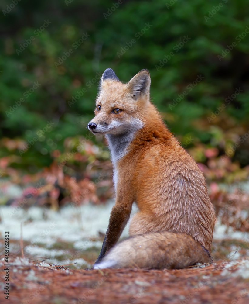 Red fox with a bushy tail walking in the forest in autumn in Algonquin Park, Canada 