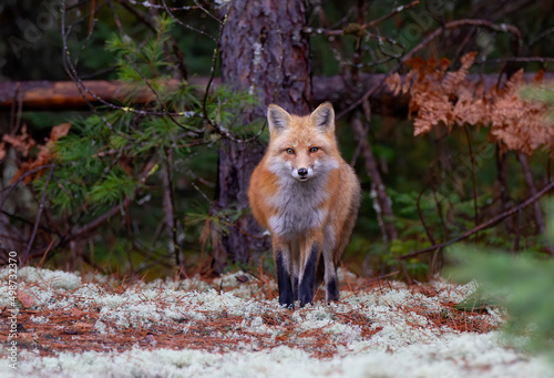 Red fox with a bushy tail walking in the forest in autumn in Algonquin Park, Canada  © Jim Cumming