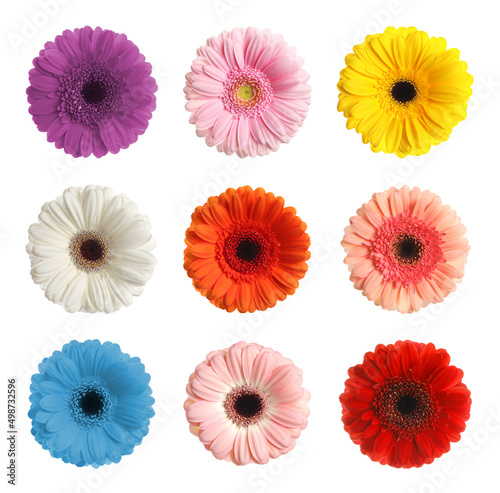 Set with different beautiful gerbera flowers on white background © New Africa