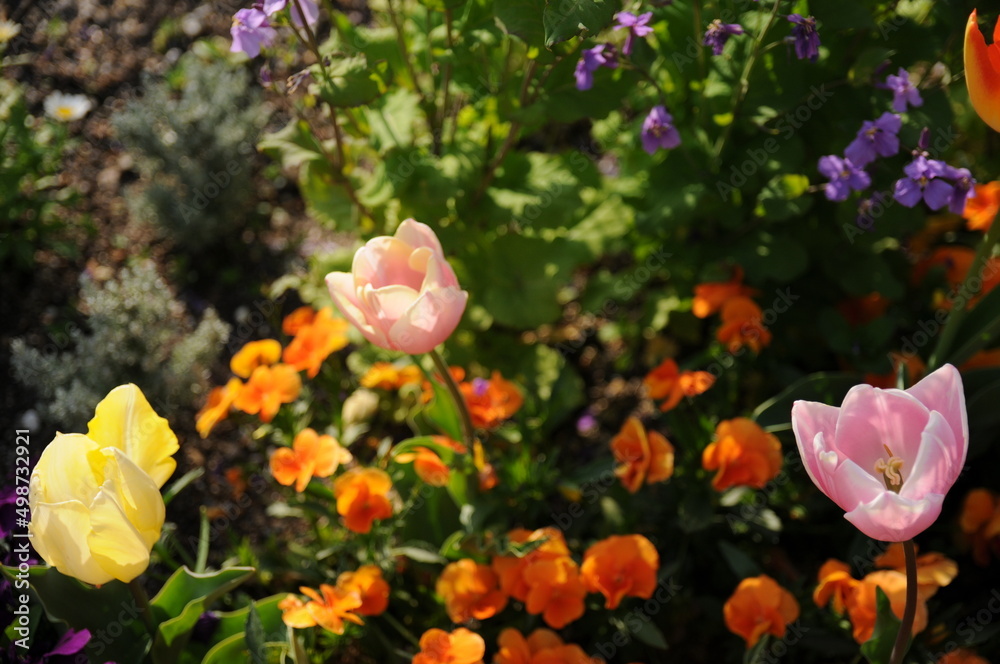 Obraz premium 演奏