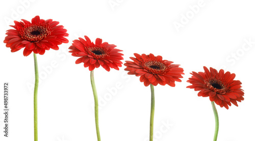 Set of beautiful red gerbera flowers on white background