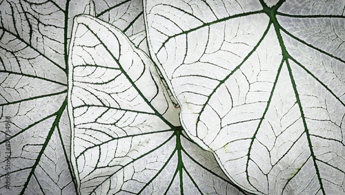 leaf plant background. Caladium bicolor plant © surachet99