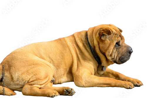 Big dog on a white background. Red dog. Sharpei. Dog isolated on white background. Dog