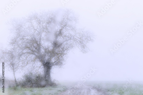 misty morning in the forest