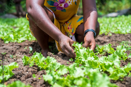 Closeup of black person working on a garden - concept on African American people in vegetable farming