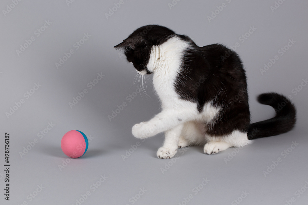 A charming black and white cat is playing cute on a gray background with a pink and blue ball.
