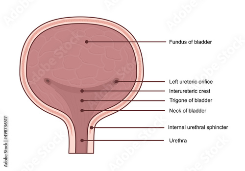 Anatomy of urinary bladder. Medical diagram concept. photo