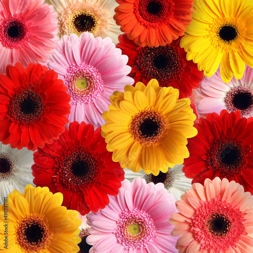 Many different beautiful gerbera flowers as background