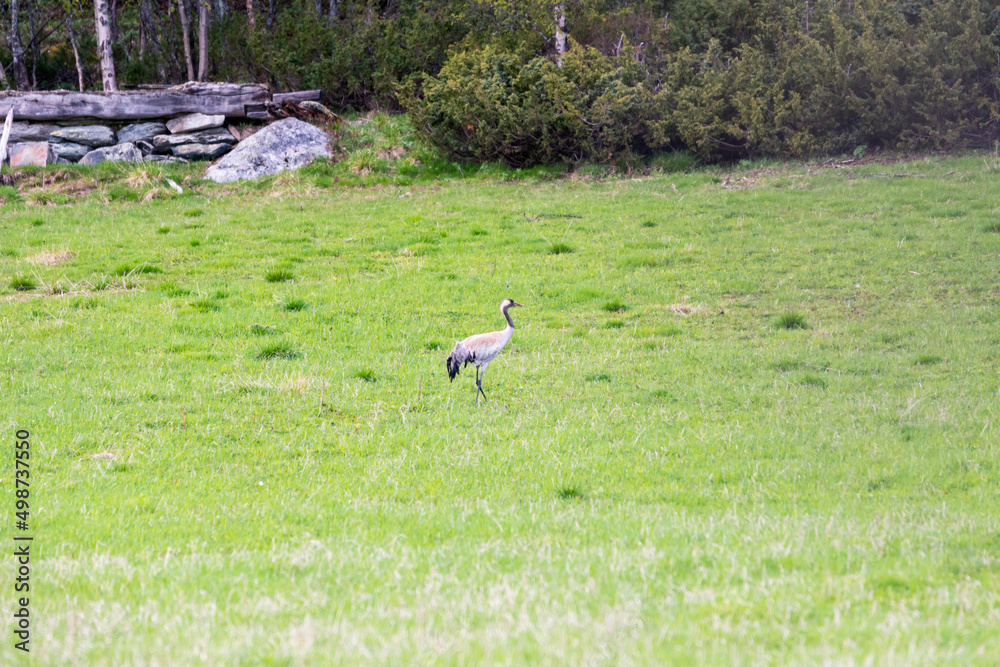 common crane grus grus on green grass field common crane grus grus on green grass field