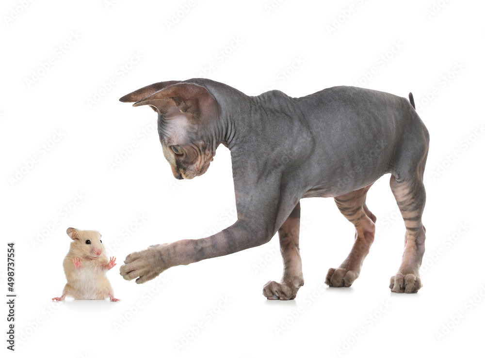Sphynx cat and hamster on white background Sphynx cat and hamster on white background