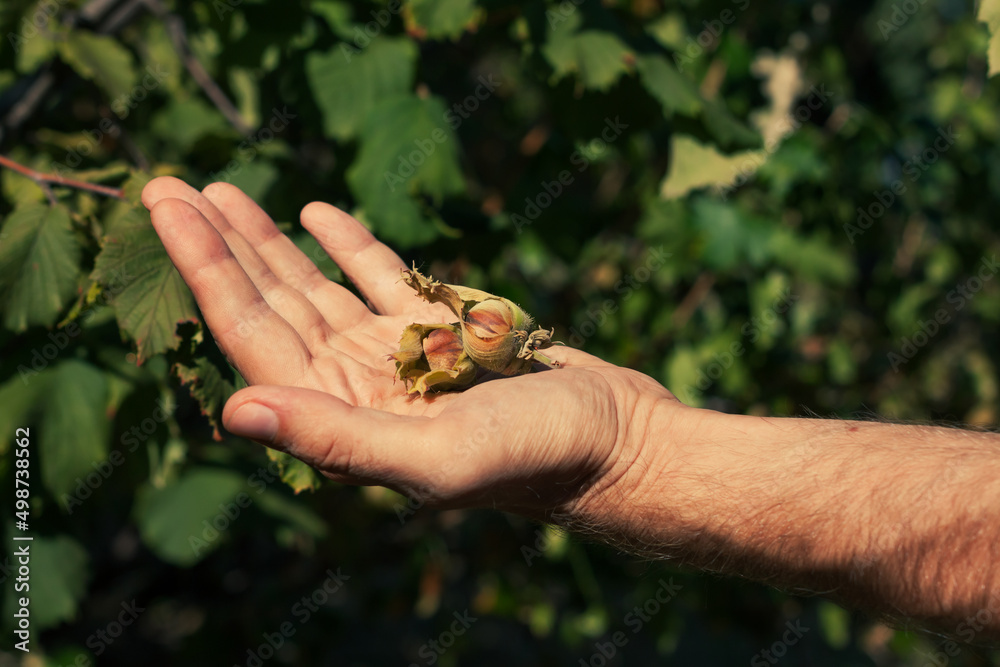 Ripe hazelnuts in gardener hand. Organic eco hazel tree branch in farm garden. Growing nuts on home backyard. Dietary fiber protein vitamin source weight loss diet. Gardening local healthy food eating