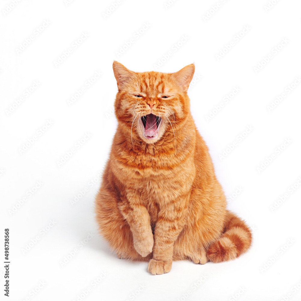 Red british fluffy striped cat with wide open mouth screaming yawning on white background