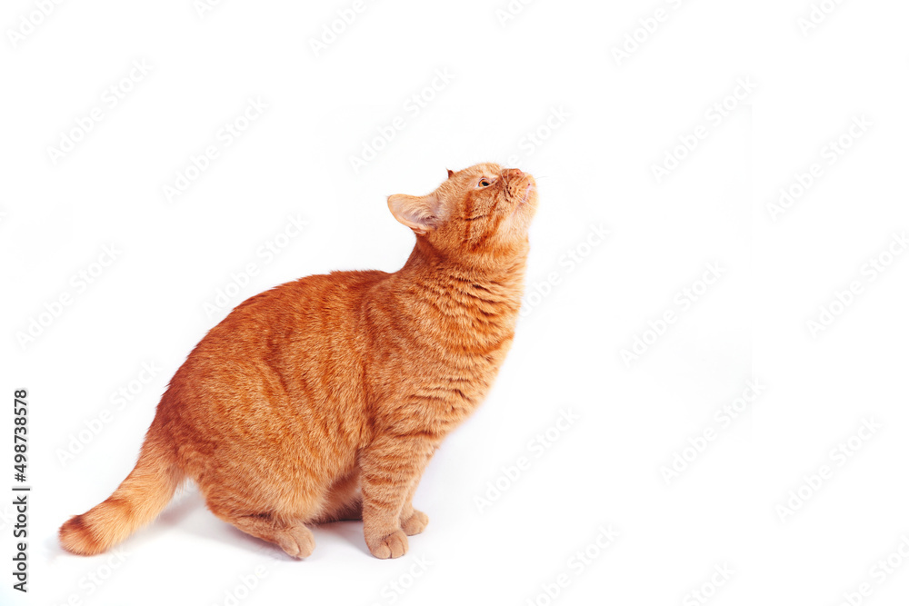 Playful ginger british cat looking up, isolated on white background