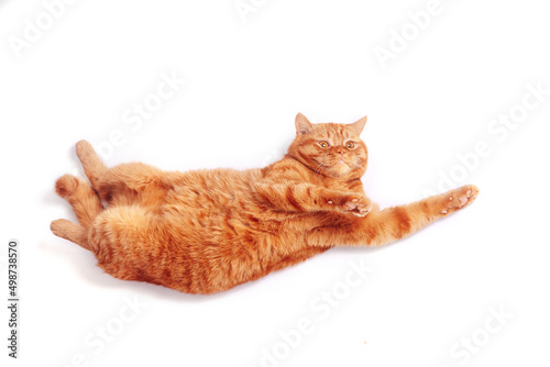Top view of a ginger british cat with outstretched pawson white studio background