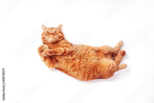 Ginger british cat stretching on white studio background