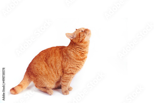 Playful ginger british cat looking up, isolated on white background